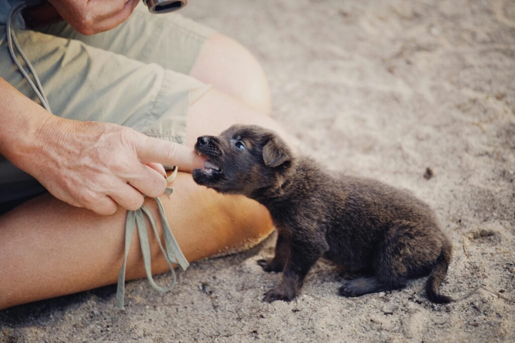 A cute puppy playfully bites a person's finger on a sandy surface, showcasing a warm pet interaction.