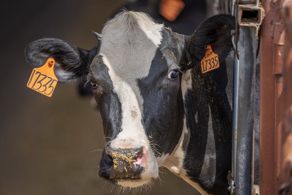 A detailed view of a Holstein cow with ear tags, ideal for livestock imagery.