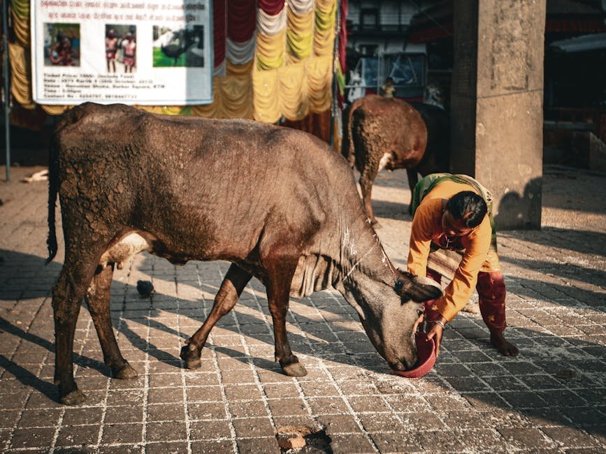 A man feeds cows on a pavement, showcasing traditional Indian culture and livestock care.