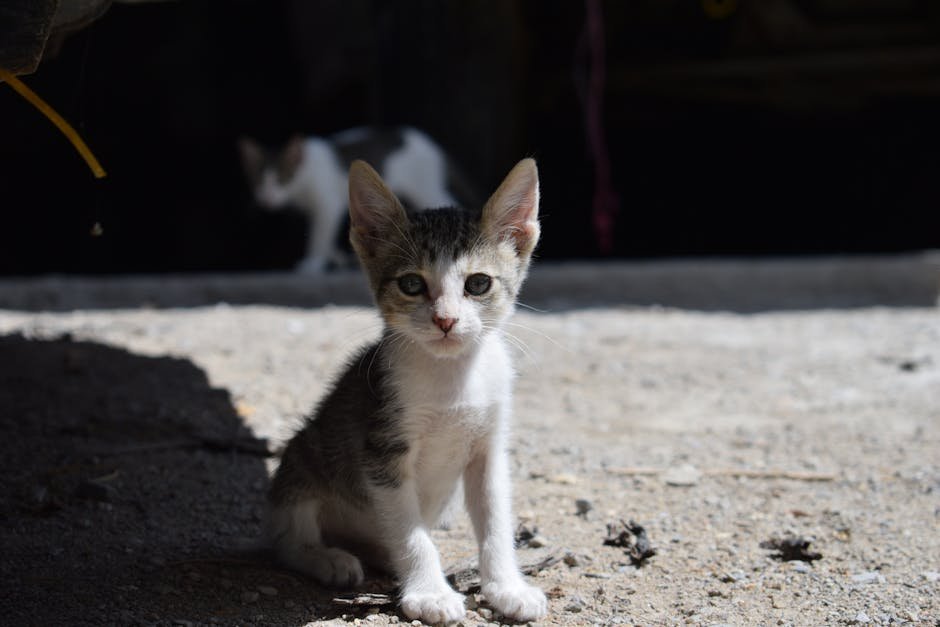 A cute kitten sitting on sunlit pavement with another cat in the background, creating a warm scene.