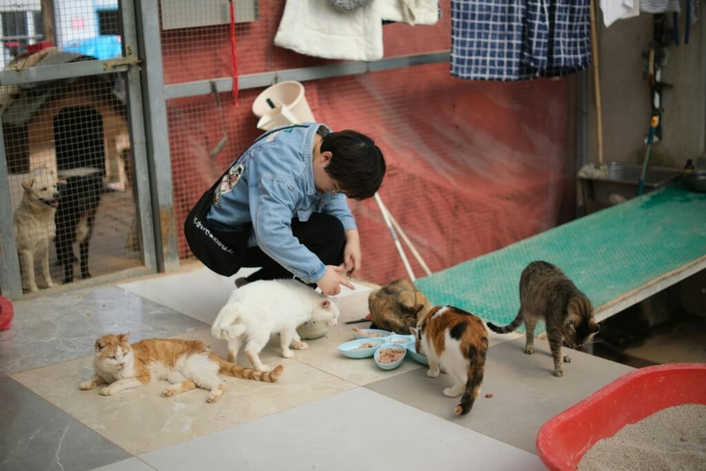 A volunteer feeds cats at an animal shelter, showcasing pet care and adoption efforts.