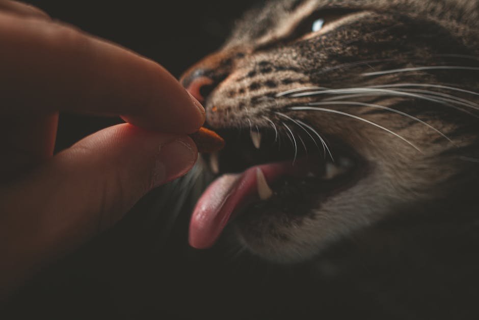 Close-up shot of a cat eating food from a human hand, highlighting whiskers and fur.
