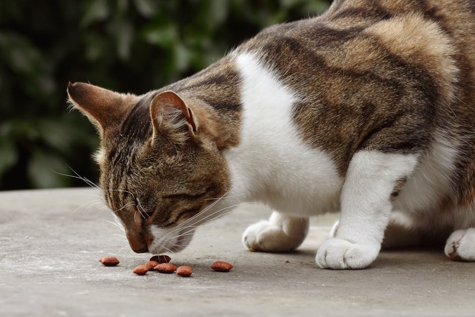 A domestic tabby cat enjoys a meal outdoors on a concrete surface.