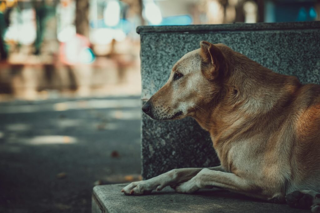 A serene street dog lying on a stone bench in Bengaluru, India, reflecting a peaceful urban environment.