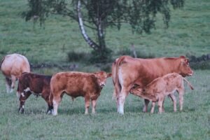 The Reality of Abandoned Male Calves