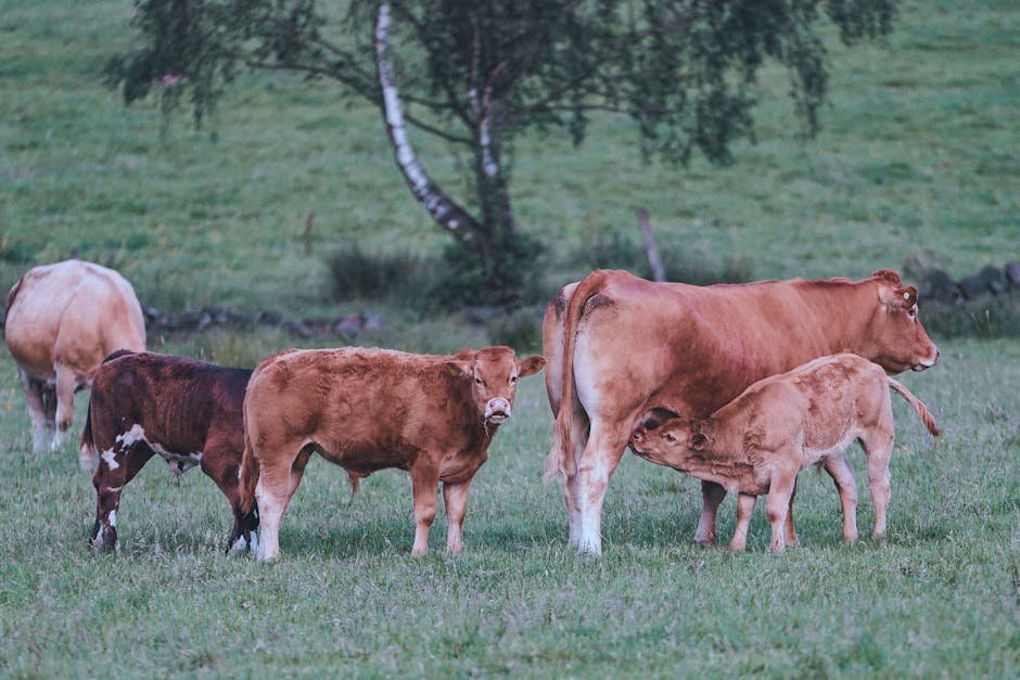 A serene scene of cows and calves grazing in a lush green field, exemplifying rural farm life.