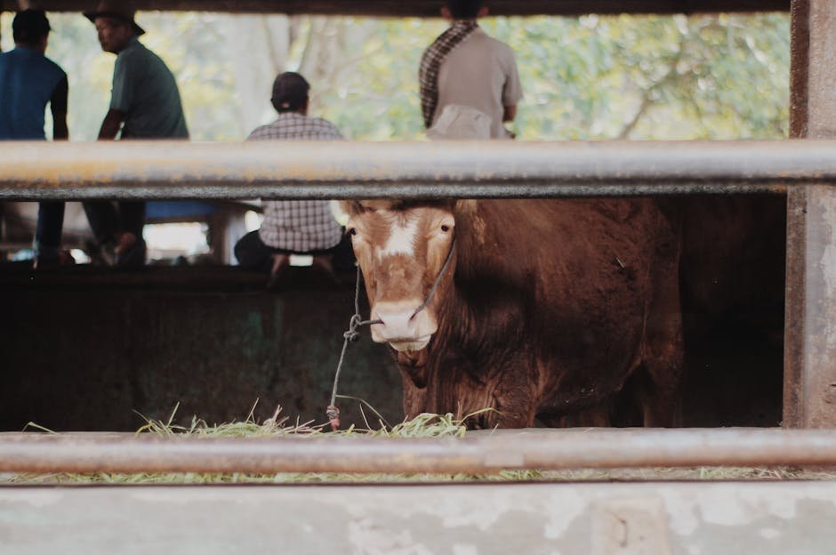 A brown cow standing in a farm shed with people in the background, conveying rural agriculture life.