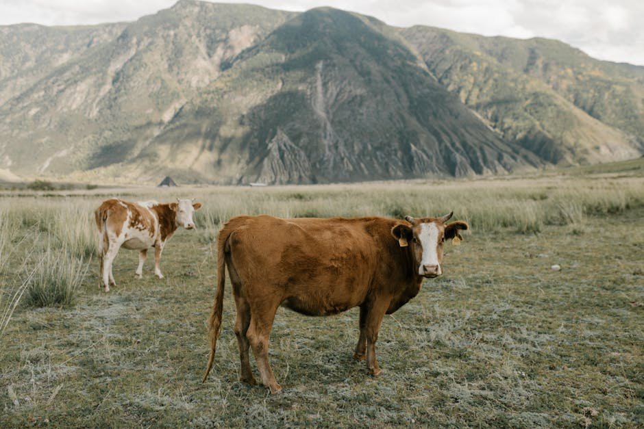 Two cows grazing in a serene mountain landscape, showcasing pastoral life.
