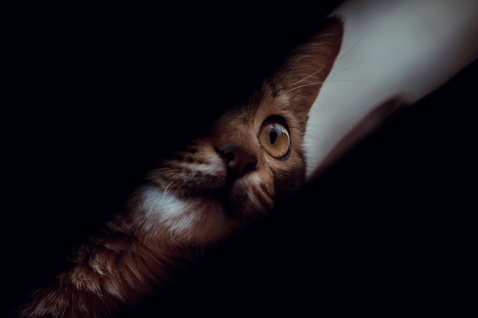 Close-up of a curious tabby cat peering through darkness, creating a mysterious and captivating scene.