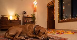Diwali With Pets: How to Keep Dogs and Cats Safe and Calm During Firecrackers (2026)